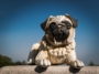 Pug Statue