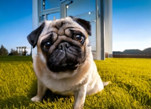 Common Health Problems in Pugs 