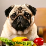 Diet for Pug