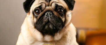 Diet for Pug