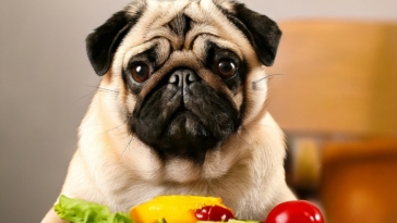 Diet for Pug