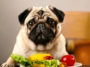 Diet for Pug