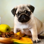 Diet for Pug Puppy