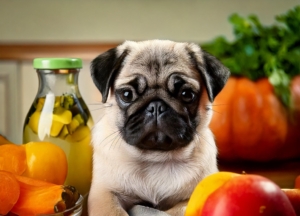 Diet for Pug Puppy