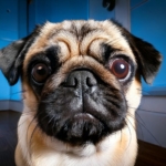 Eye Problems in Pugs