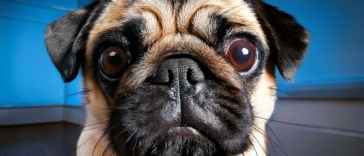 Eye Problems in Pugs