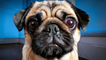 Eye Problems in Pugs