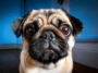 Eye Problems in Pugs