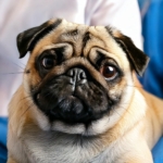 Health Issues in Pug Breed