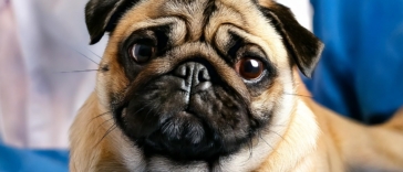 Health Issues in Pug Breed