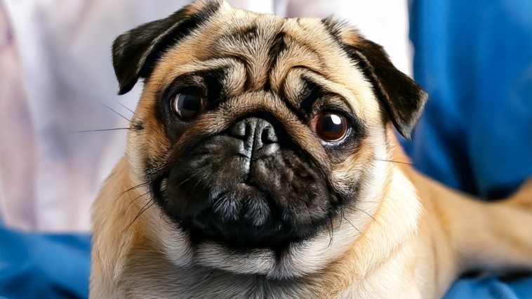 Health Issues in Pug Breed