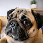 Common Health Problems in Pugs