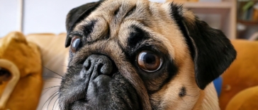 Common Health Problems in Pugs