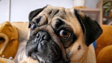 Common Health Problems in Pugs