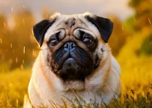 Healthy Pug Breed