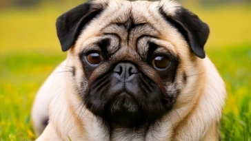 Healthy Pug Breed