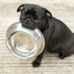Wet vs Dry Dog Food for Pugs