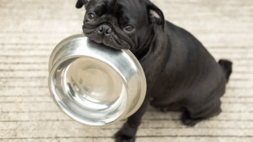Wet vs Dry Dog Food for Pugs