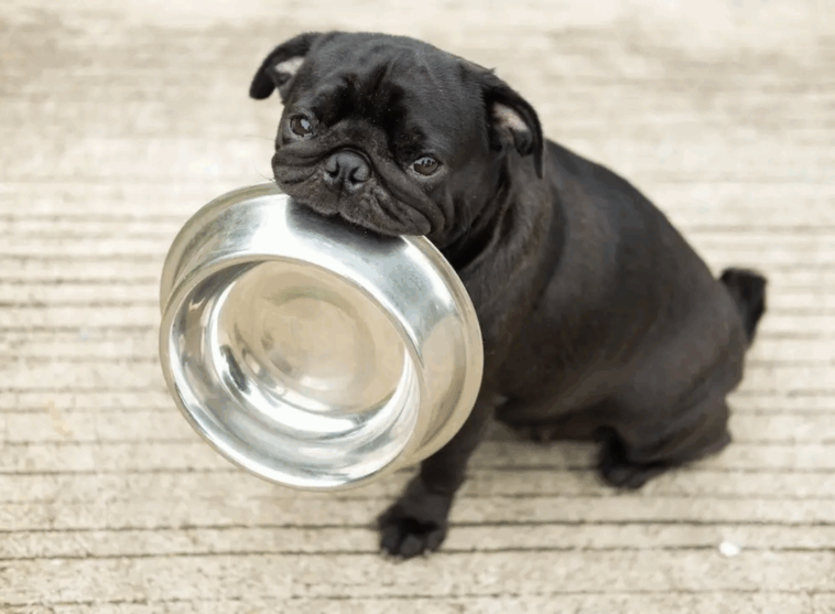 Wet vs Dry Dog Food for Pugs