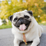 Interesting Facts You Didn’t Know About Pugs
