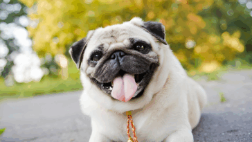 Interesting Facts You Didn’t Know About Pugs