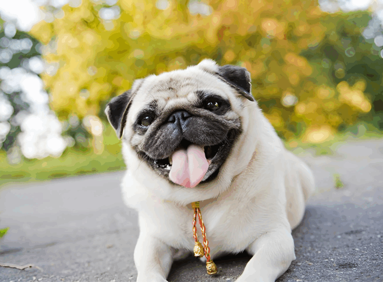 Interesting Facts You Didn’t Know About Pugs