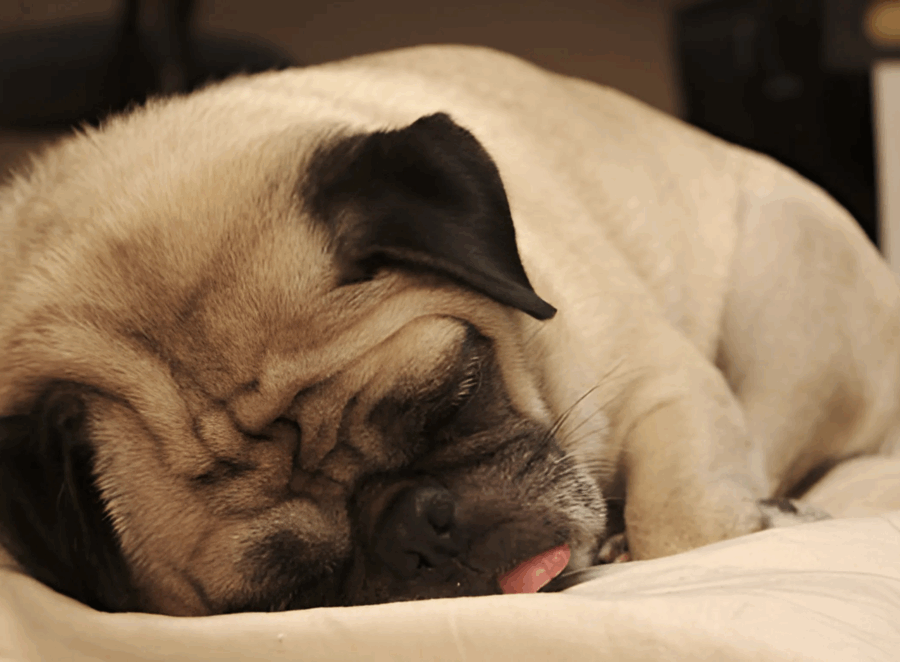 How to Know When Your Pug Is in Pain