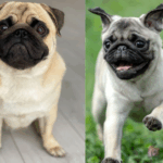 Do Pugs Understand Human Emotions
