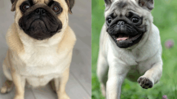 Do Pugs Understand Human Emotions