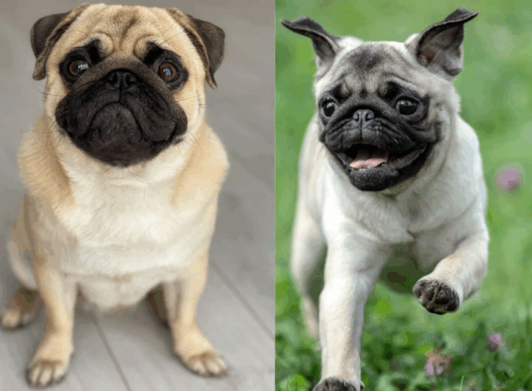Do Pugs Understand Human Emotions