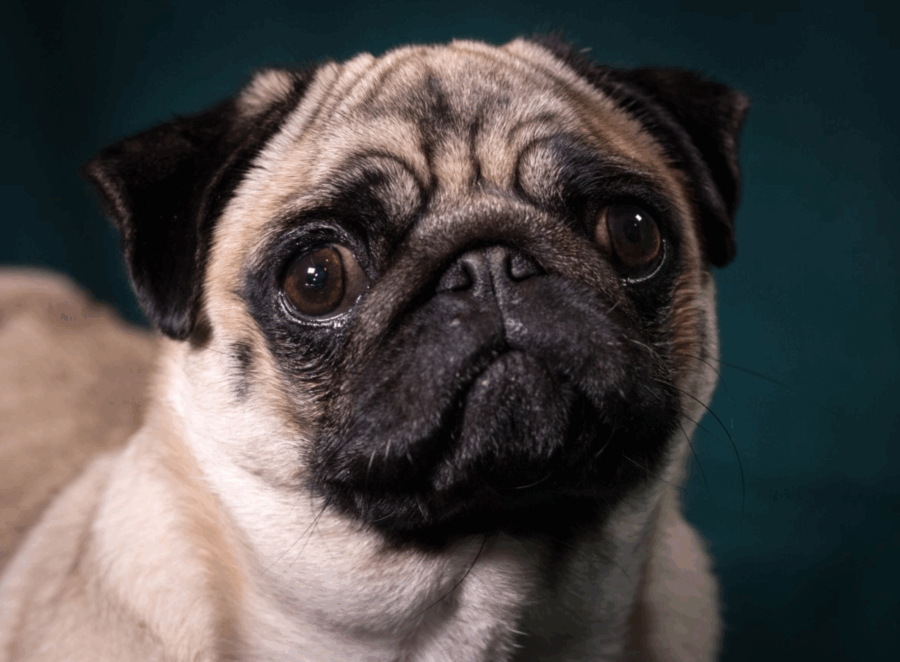 Do Pugs Understand Human Emotions