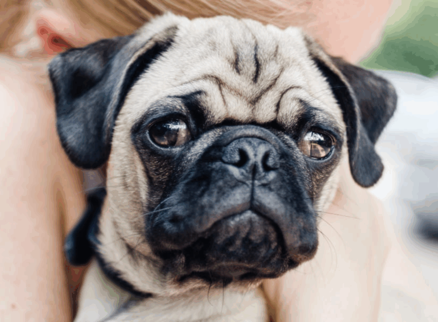 How to Know When Your Pug Is in Pain
