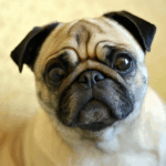 How to Make Your Pug Smell Better
