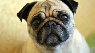 How to Make Your Pug Smell Better