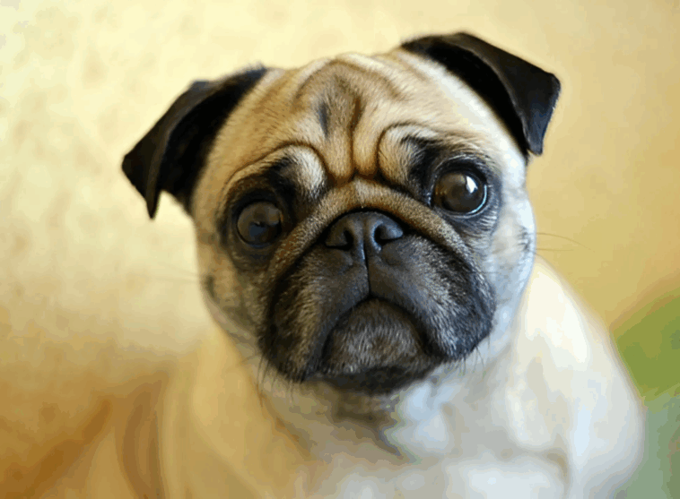 How to Make Your Pug Smell Better