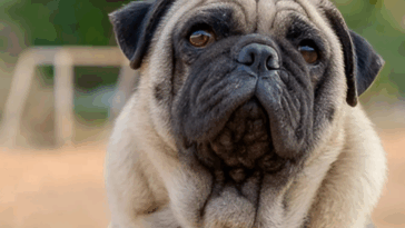 Are Pugs Good Guard Dogs