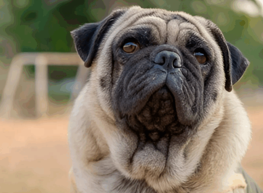 Are Pugs Easy to Socialize