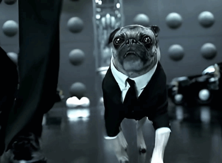 Mib Dog