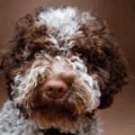 Lagotto romagnolo rescue