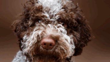 Lagotto romagnolo rescue