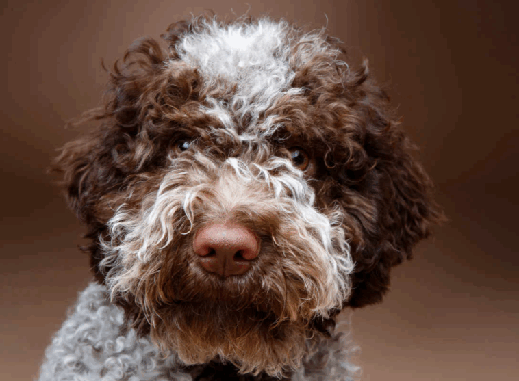Lagotto romagnolo rescue