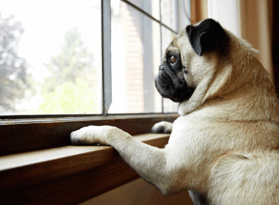 Top 5 Mistakes New Pug Owners Make