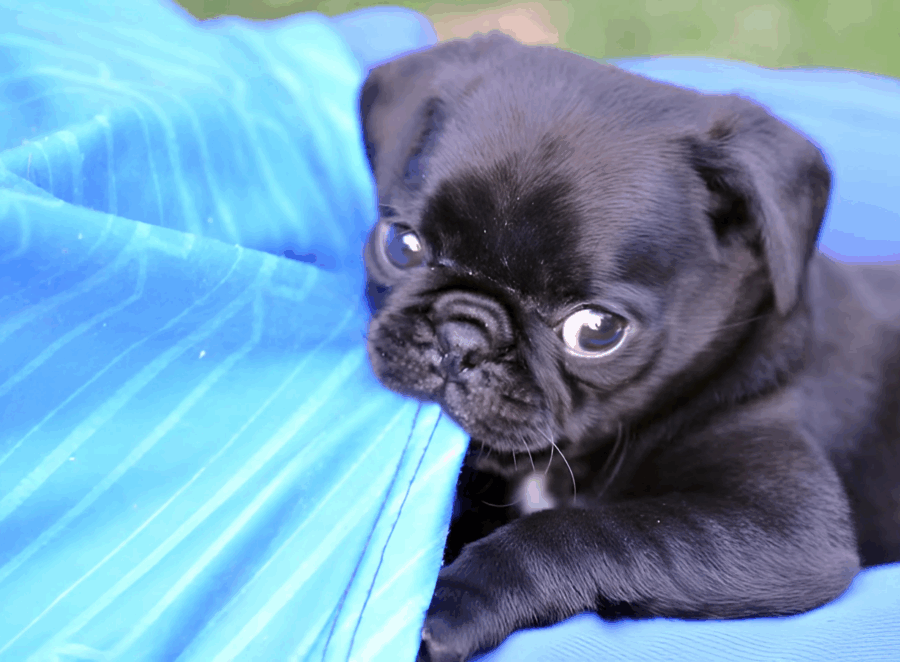 Training Milestones in Your Pugs First Year