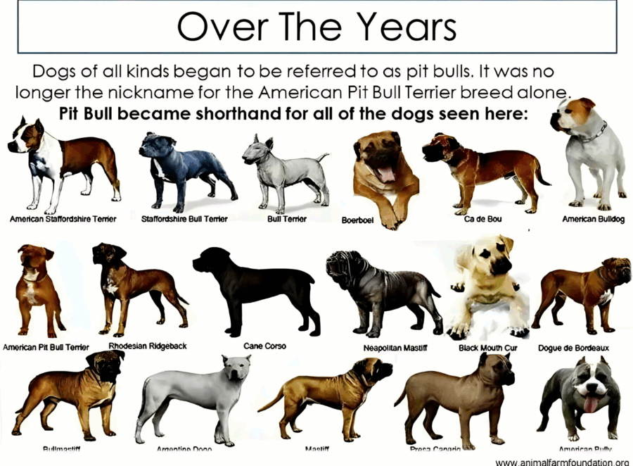 Pitbull evolution