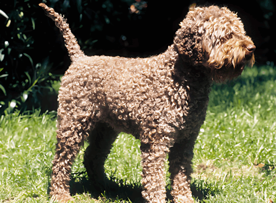 lagotto romagnolo for adoption
