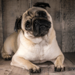 Is a Pug the Right Dog for a First-Time Owner