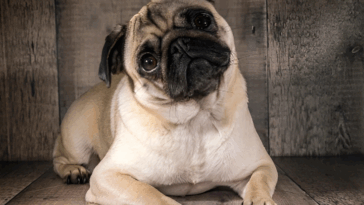 Is a Pug the Right Dog for a First-Time Owner