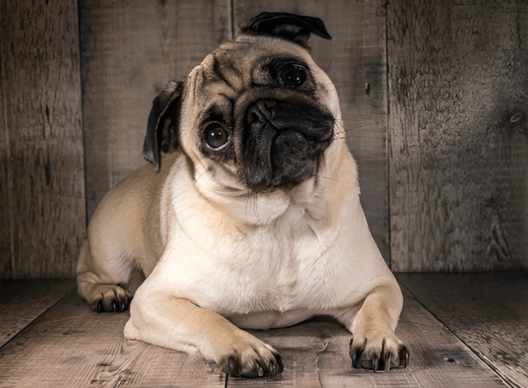 Is a Pug the Right Dog for a First-Time Owner