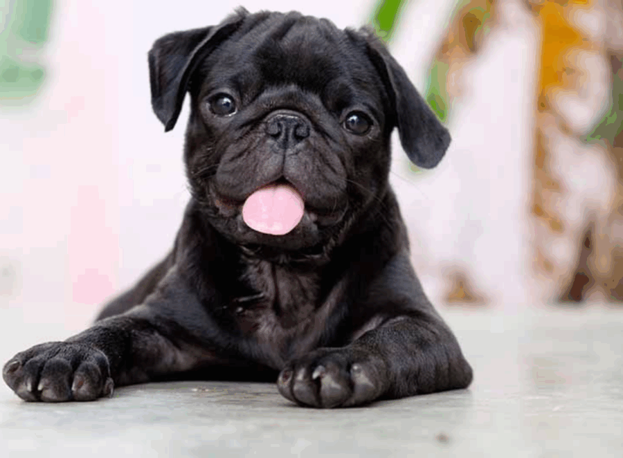 Training Milestones in Your Pugs First Year