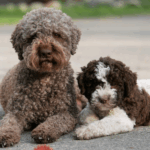 lagotto romagnolo for adoption